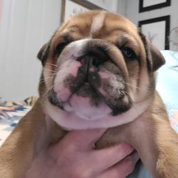 Cooper Boy 3 - Chocolate tri-color male Bulldog puppy in Fort Gaines, Georgia from Carrie's Bulldogs