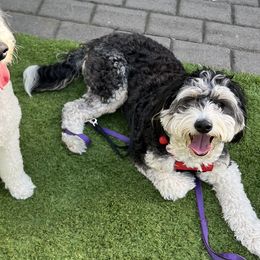 Ripp - Bernedoodle