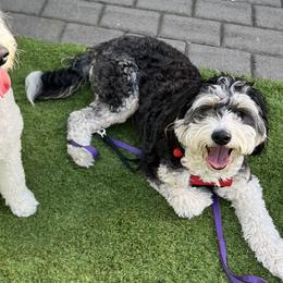 Ripp - Bernedoodle