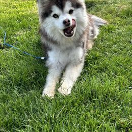 Ollie - Pomsky