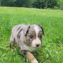 Azurite - Blue merle male Miniature Australian Shepherd puppy in Sunbury, Pennsylvania from Elemental Mini Aussies