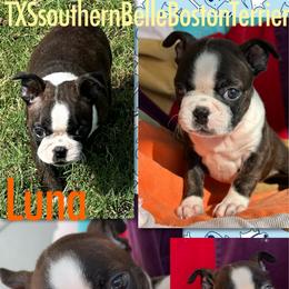 Luna - Red female Boston Terrier puppy in Brazos Point, Texas from TX Southern Belle Boston Terriers