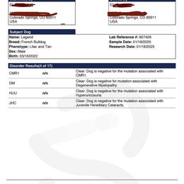 French Bulldog Puppies from Heaven Lee French Bulldogs