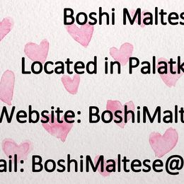 Maltese All Grown Up from Boshi Maltese