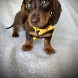 Dachshund Puppies from Breezy Florida Dachshunds