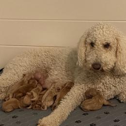 Mr Red - Apricot male Goldendoodle puppy in Indiana, Pennsylvania from Kathy's Doodles