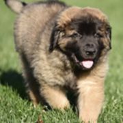 Leonbergers from Water’s Edge Leonbergers