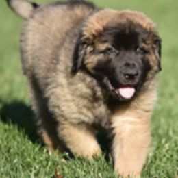 Leonbergers from Water’s Edge Leonbergers