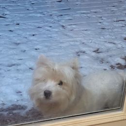 Snow White - West Highland White Terrier