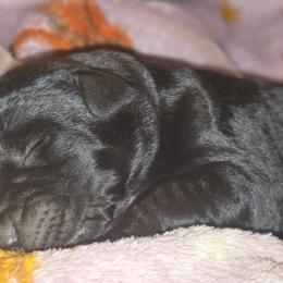 Girl 1 - Black female Giant Schnauzer puppy in Fraziers Bottom, West Virginia from Loyal Hearts Farm / RK's Dobermans