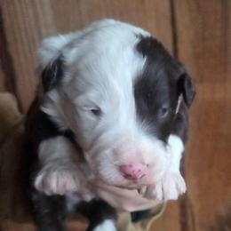 Boy 1 - Red tri-color male Aussiedoodle puppy in Mouth Of Wilson, Virginia from Holly Ridge Aussies, Aussiedoodles & Corgis