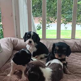 Washington - Tri-color male Cavalier King Charles Spaniel puppy in Villa Rica, Georgia from Georgia Alabama Cavaliers