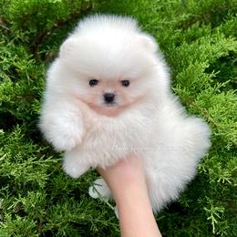 Romeo - Cream male Pomeranian puppy in Hot Springs, Arkansas from Pomeranian Empire