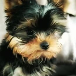 Yorkshire Terriers from Whispering Pines Yorkies and Biewers