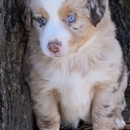 "Grace" Miniature Australian Shepherd and Toy Australian Shepherd Puppies from Rye Hill Aussies