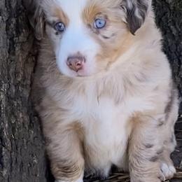 "Grace" Miniature Australian Shepherd and Toy Australian Shepherd Puppies from Rye Hill Aussies