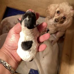 Girl - Parti female Poodle puppy in Fort Worth, Texas from Ashley Ross Toy Poodles (AKC)