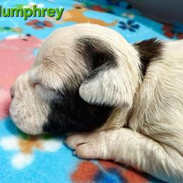 Humphrey - Brown brindle male American Staffordshire Terrier puppy in Clintwood, Virginia from SkyBlue Kennel