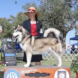 Maya - Alaskan Malamute