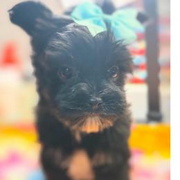 Georgia - Black female Morkie puppy in Florence, Kentucky from 4paws4ever by Design