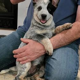 Australian Cattle Dog Puppies from Wood Haven Farm of SC