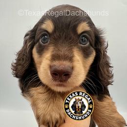 Hershey - Chocolate and cream male Dachshund puppy in Houston, Texas from Texas Regal Dachshunds LLC