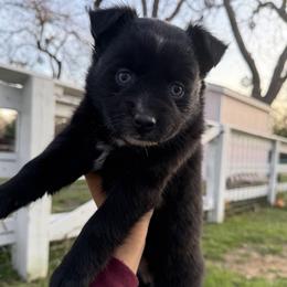 Girl 2 - female Miniature Australian Shepherd puppy in Waxahachie, Texas from Forever Holmes Aussies