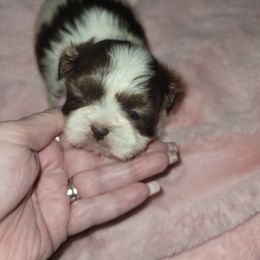 Goldendoodle and Shih Tzu Puppies from Angel Companions Farm