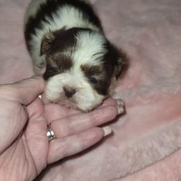 Goldendoodle and Shih Tzu Puppies from Angel Companions Farm