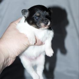 Bud - Black and tan parti male Pomeranian puppy in Saint Ignatius, Montana from Pomeranians Montana