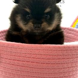 Titus - Black and tan male Pomeranian puppy in Redlands, California from Torrey Hills Poms