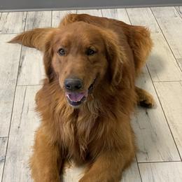 Tex - Golden Retriever