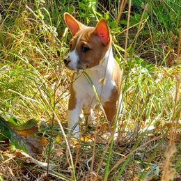 Basenji Puppies from Basenji Puppies