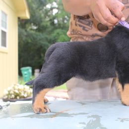 Girl 4 - Black and mahogany female Rottweiler puppy in Tallahassee, Florida from Patrick's Pups