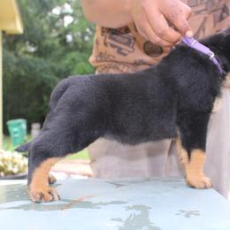 Girl 4 - Black and mahogany female Rottweiler puppy in Tallahassee, Florida from Patrick's Pups