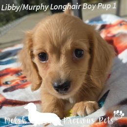 Boy 1 - Cream male Dachshund puppy in Anamosa, Iowa from Melsh Precious Pets