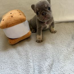 Vegetable - Liver female French Bulldog puppy in Mesa, Arizona from Prickly Pear Kennels