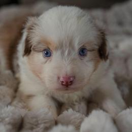 Valentino - Red merle male Miniature American Shepherd puppy in Fresno, California from Alpine Tails