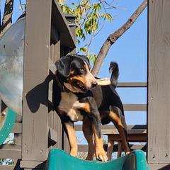 Entlebucher Mountain Dogs from QH Kennel