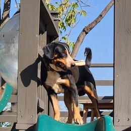 Entlebucher Mountain Dogs from QH Kennel
