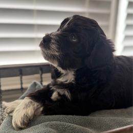 Mocha - Brown and white female Bernedoodle puppy in Rome, Georgia from Victoria’s Designer Doodles