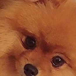Pomeranian and Pomsky Puppies from Stonehill Breeders