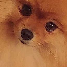 Pomeranian and Pomsky Puppies from Stonehill Breeders