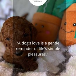 Poodle Puppies from Forever Summer Standard Poodles