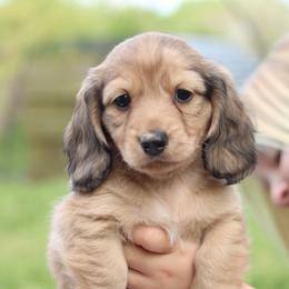 Dachshund Puppies from Prima Dachshunds