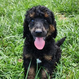 Loyalty - Phantom Poodle puppy in Central Point, Oregon from Hanley Country Canines