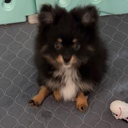 Boy 1 - Black and tan parti male Pomeranian puppy in Decatur, Iowa from Lisa Greenhalgh