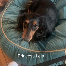 Leia - Dachshund