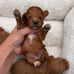 Duke - Red male Cavapoo puppy in Midland, North Carolina from Rocky River Cavapoos
