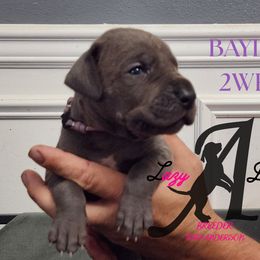 Girl 1 - Blue female Great Dane puppy in Longview, Texas from Lazy A Danes